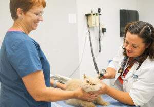wellness exams