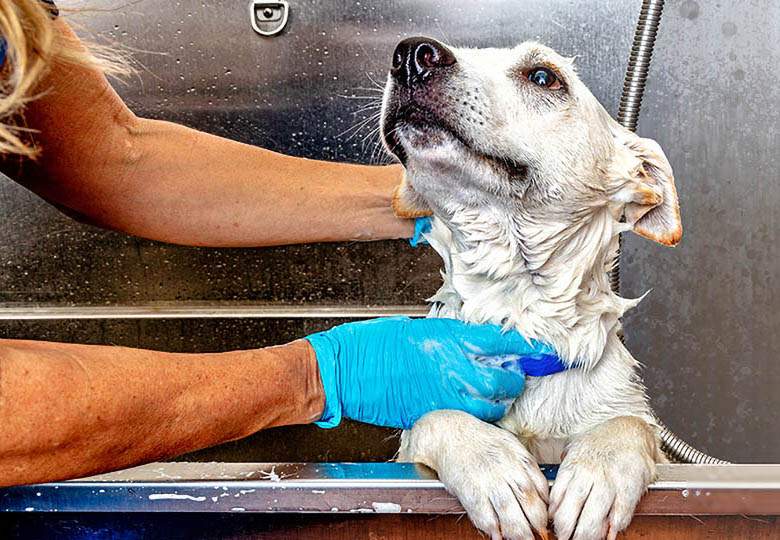 Baths and Nail Trims