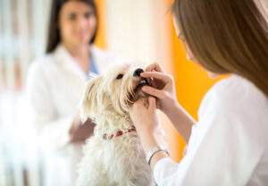 dental care 780x540 1