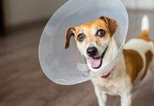 spay and neuter copy