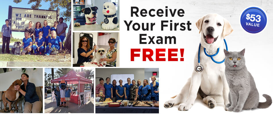 Your Pets First Exam Is Free Facebook